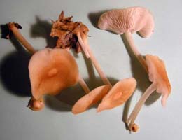 a closer view shows the slightly umbonate cap, close gills and hollow stem Marasmius strictipes.